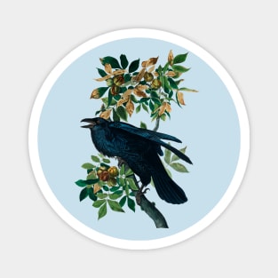 Raven from Birds of America by John James Audubon Magnet